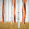 Russian-Birch-Tree-whith-a-flag_1920x1080_29fps_VJ_Loop_LIMEART_001 VJ Loops Farm