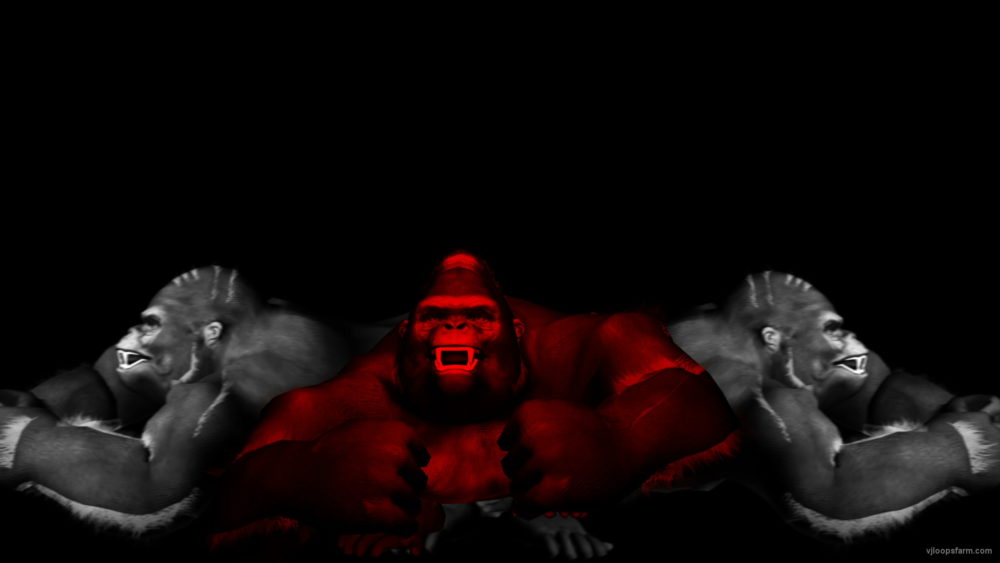vj video background Three-3D-Gorilla-Smash-on-black-background-VJ-Loop-LIMEART_003