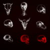 vj video background Animals-Bones-Skull-Texture-pattern-with-red-strobing-effect-VJ-Loop_003