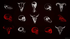 vj video background Animals-Bones-Skull-Texture-pattern-with-red-strobing-effect-VJ-Loop_003