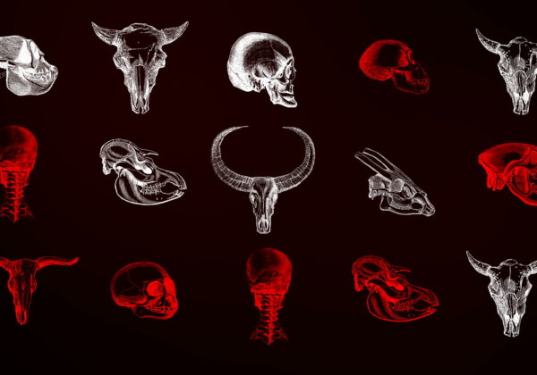 Animals-Bones-Skull-Texture-pattern-with-red-strobing-effect-VJ-Loop_005 VJ Loops Farm