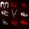 Animals-Bones-Skull-Texture-pattern-with-red-strobing-effect-VJ-Loop_008 VJ Loops Farm