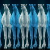 Camel-Team-Full-Size-3D-Blue-Glow-Animal-Video-Art-VJ-Loop_001 VJ Loops Farm
