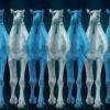 Camel-Team-Full-Size-3D-Blue-Glow-Animal-Video-Art-VJ-Loop_002 VJ Loops Farm