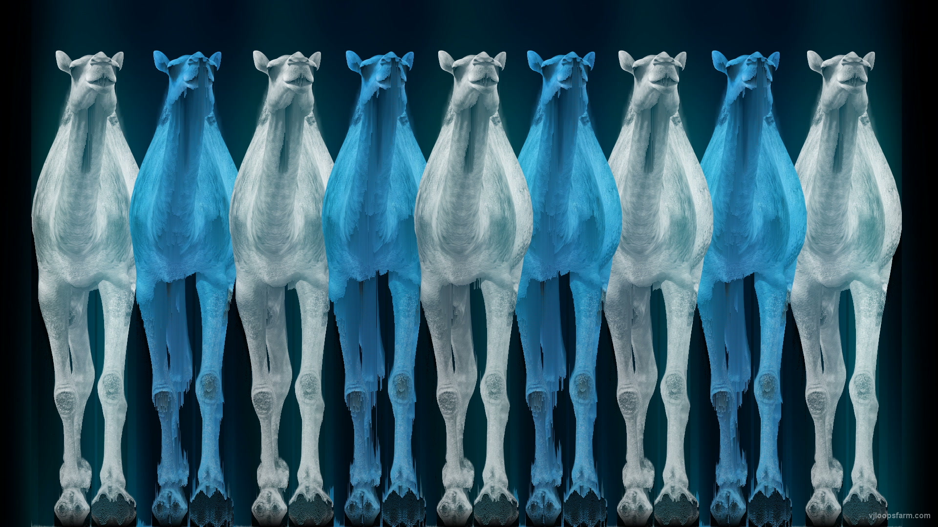 Camel Team Full Size 3D Blue Glow Animal Video Art VJ Loop