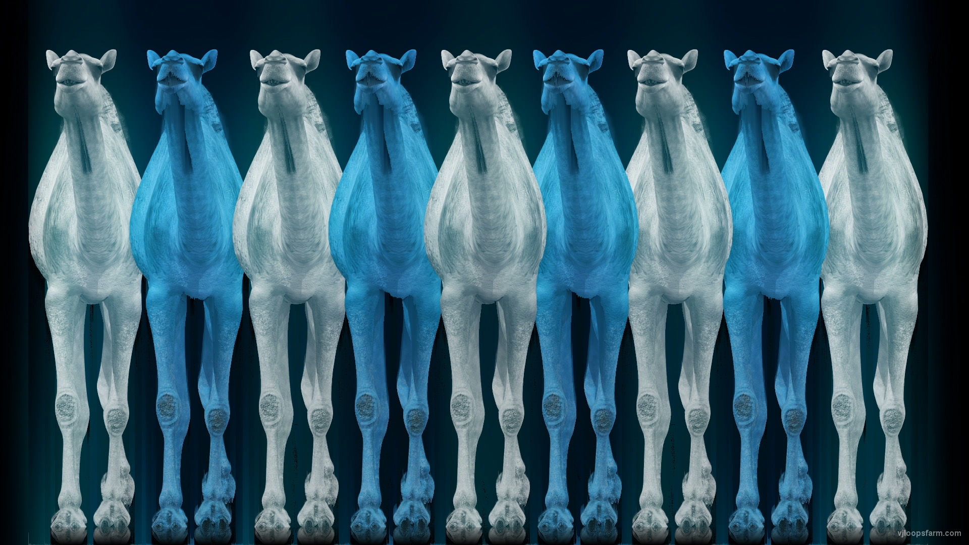 Camel Team Full Size 3D Blue Glow Animal Video Art VJ Loop