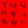 Red-Pattern-Bones-Video-Texture-Skull-Halloween-VJ-Loop_002 VJ Loops Farm