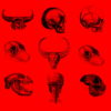 Red-Pattern-Bones-Video-Texture-Skull-Halloween-VJ-Loop_005 VJ Loops Farm