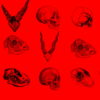 Red-Pattern-Bones-Video-Texture-Skull-Halloween-VJ-Loop_009 VJ Loops Farm