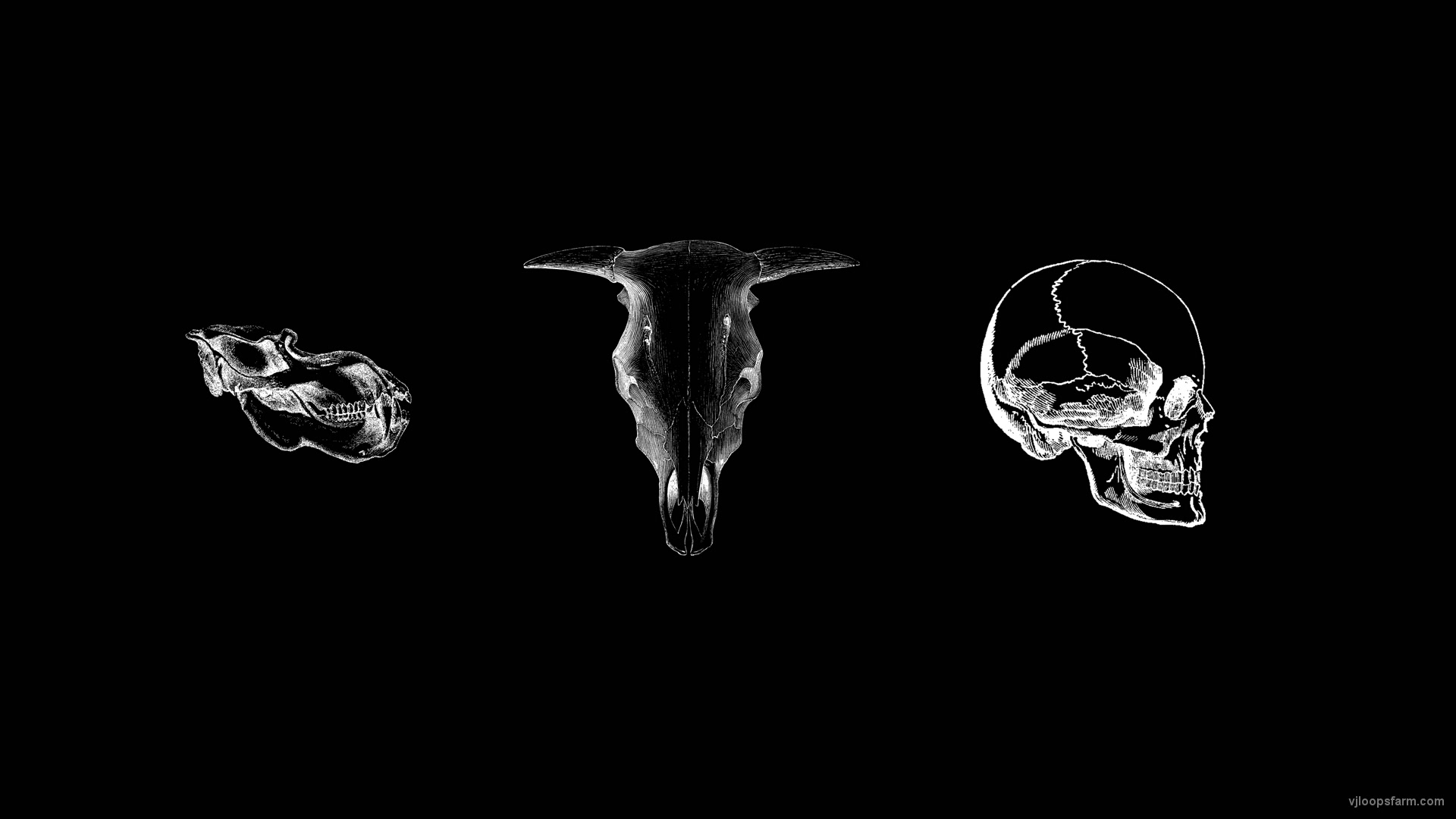 Three Head Skull Bones Hallowen Play Machine isolated on black VJ Loop
