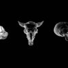 Three-Head-Skull-Bones-Hallowen-Play-Machine-isolated-on-black-VJ-Loop_006 VJ Loops Farm