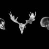 Three-Head-Skull-Bones-Hallowen-Play-Machine-isolated-on-black-VJ-Loop_009 VJ Loops Farm