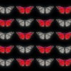 Butterflies-Dual-Color-Red-White-insects-pattern-4K-Video-Art-VJ-Loop_007 VJ Loops Farm
