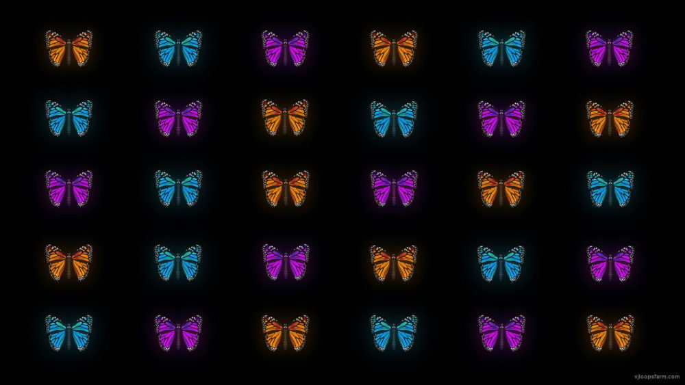 vj video background Butterflies-Tri-Color-insects-pattern-4K-Video-Art-VJ-Loop_003