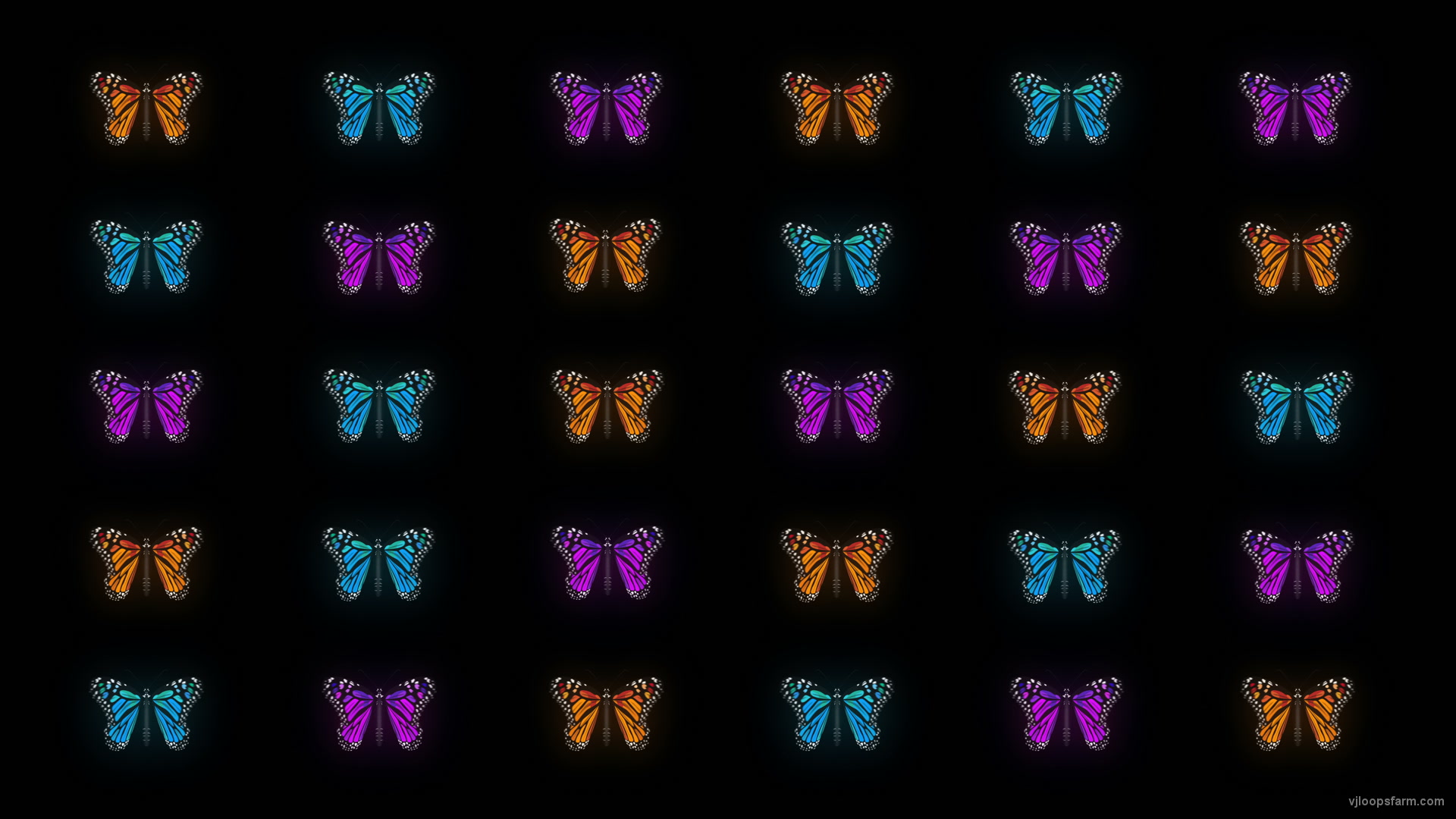 Butterflies Tri Color insects pattern 4K Video Art VJ Loop