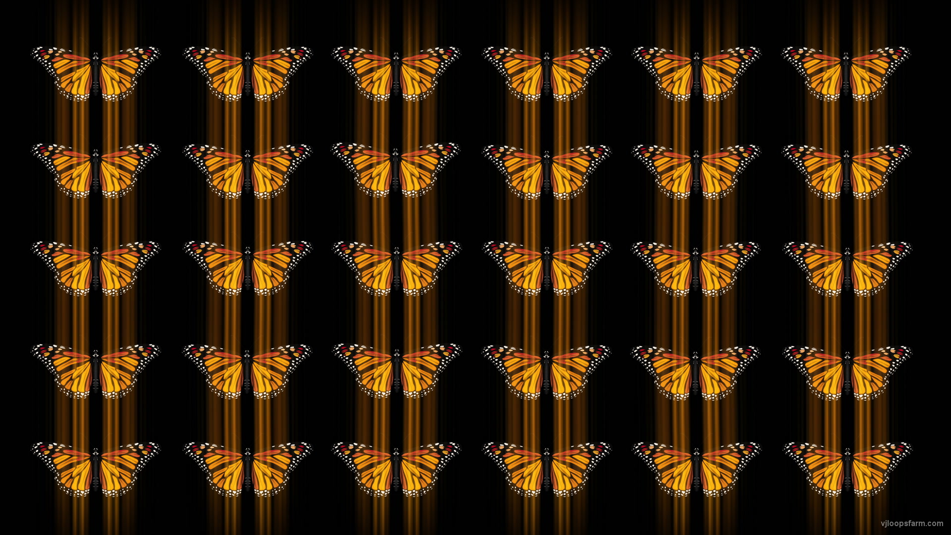 Butterflies insects pattern 4K Video Art VJ Loop