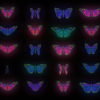 Color-Psychedelic-Butterfly-PSY-random-fly-insects-collection-light-pattern-4K-Video-Art-VJ-Loop_001 VJ Loops Farm