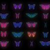 Butterfly collection kit 4k video footage looped