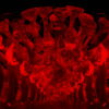 Corona-Virus-Girl-Dancing-on-Covid19-Cell-with-strobing-red-white-effect-video-art-4K-VJ-Footage-1920_009 VJ Loops Farm