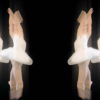 Classical-ballet-swan-russian-opera-dance-video-art-vj-footage-4K-9e1je9-1920_002 VJ Loops Farm