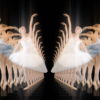 Luxury-holographic-ballet-dancing-woman-video-art-4K-VJ-Footage-nrdp2t-1920_005 VJ Loops Farm