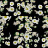 Big-Chamomile-White-Flowers-Infinite-Looped-Fall-Down-Video-Decoration.mov-7xea6r-1920 VJ Loops Farm