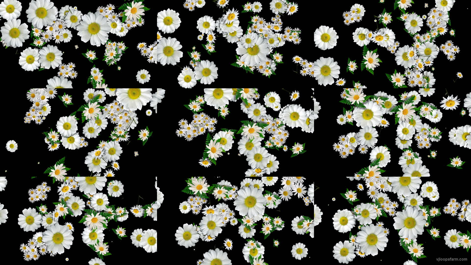 Big Chamomile White Flowers Infinite Looped Fall Down Video Decoration