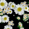 Big-Chamomile-White-Flowers-Infinite-Looped-Fall-Down-Video-Decoration.mov-7xea6r-1920_001 VJ Loops Farm