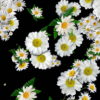 Big-Chamomile-White-Flowers-Infinite-Looped-Fall-Down-Video-Decoration.mov-7xea6r-1920_004 VJ Loops Farm