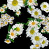 Big-Chamomile-White-Flowers-Infinite-Looped-Fall-Down-Video-Decoration.mov-7xea6r-1920_005 VJ Loops Farm