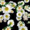 Big-Chamomile-White-Flowers-Infinite-Looped-Fall-Down-Video-Decoration.mov-7xea6r-1920_006 VJ Loops Farm