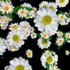 Big-Chamomile-White-Flowers-Infinite-Looped-Fall-Down-Video-Decoration.mov-7xea6r-1920_008 VJ Loops Farm