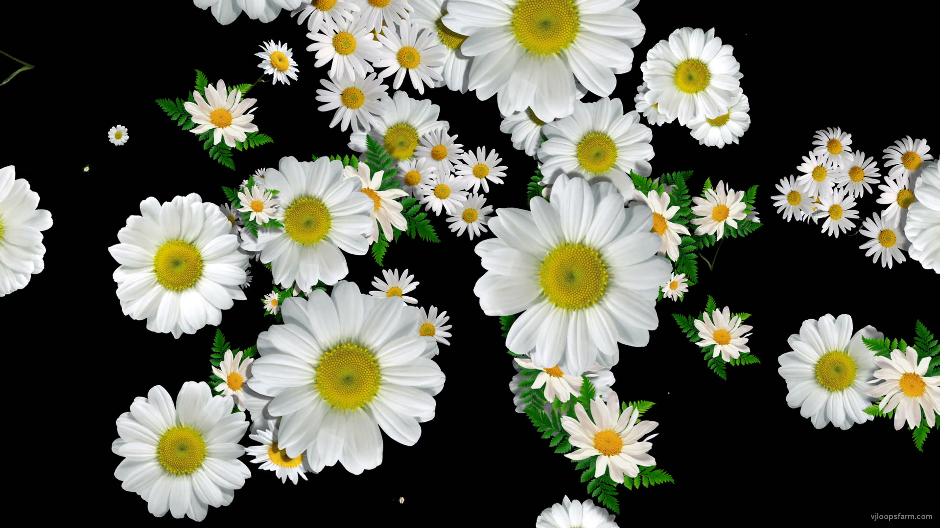 Big Chamomile White Flowers Infinite Looped Fall Down Video Decoration