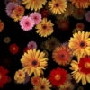 Big-Red-Yellow-Pink-Gerbera-Flowers-Falling-Dowm-Concert-Decoration-pe6ti9-1920_001 VJ Loops Farm