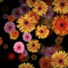 Big-Red-Yellow-Pink-Gerbera-Flowers-Falling-Dowm-Concert-Decoration-pe6ti9-1920_002 VJ Loops Farm