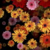 vj video background Big-Red-Yellow-Pink-Gerbera-Flowers-Falling-Dowm-Concert-Decoration-pe6ti9-1920_003