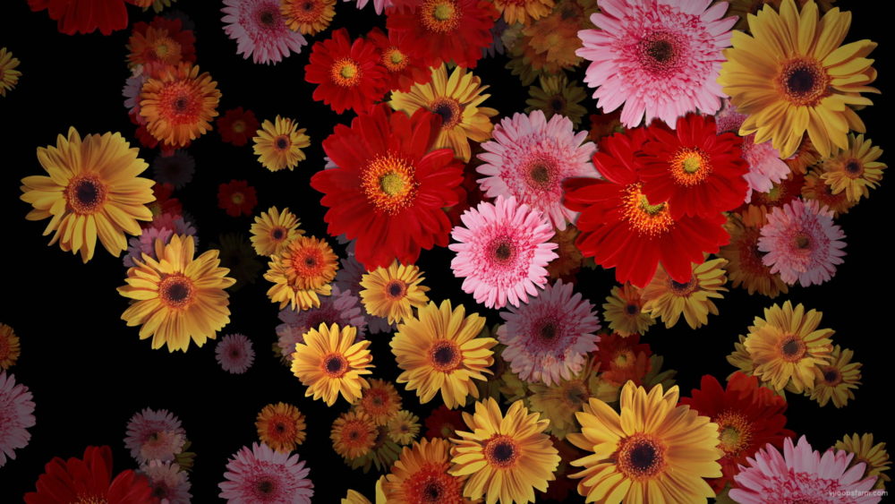 Big-Red-Yellow-Pink-Gerbera-Flowers-Falling-Dowm-Concert-Decoration-pe6ti9-1920_004 VJ Loops Farm