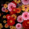 Big-Red-Yellow-Pink-Gerbera-Flowers-Falling-Dowm-Concert-Decoration-pe6ti9-1920_005 VJ Loops Farm