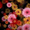 Big-Red-Yellow-Pink-Gerbera-Flowers-Falling-Dowm-Concert-Decoration-pe6ti9-1920_006 VJ Loops Farm