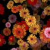 Big-Red-Yellow-Pink-Gerbera-Flowers-Falling-Dowm-Concert-Decoration-pe6ti9-1920_008 VJ Loops Farm