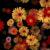 Big-Red-Yellow-Pink-Gerbera-Flowers-Falling-Dowm-Concert-Decoration-pe6ti9-1920_009 VJ Loops Farm