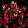 Blood-Red-Carnation-Bouquets-Falling-Down-Festive-Scene-Decoration-zcaayh-1920_001 VJ Loops Farm
