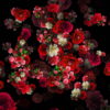 Blood-Red-Carnation-Bouquets-Falling-Down-Festive-Scene-Decoration-zcaayh-1920_002 VJ Loops Farm