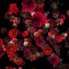 Blood-Red-Carnation-Bouquets-Falling-Down-Festive-Scene-Decoration-zcaayh-1920_004 VJ Loops Farm