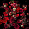 Blood-Red-Carnation-Bouquets-Falling-Down-Festive-Scene-Decoration-zcaayh-1920_006 VJ Loops Farm