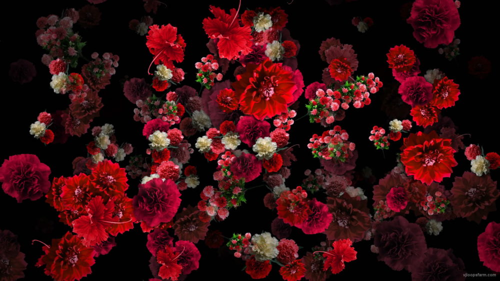 Blood-Red-Carnation-Bouquets-Falling-Down-Festive-Scene-Decoration-zcaayh-1920_008 VJ Loops Farm