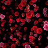 vj video background Blood-Red-Carnation-Flower-Buds-fall-down-motion-background-xxonti-1920_003