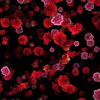 Blood-Red-Carnation-Flower-Buds-fall-down-motion-background-xxonti-1920_004 VJ Loops Farm