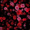 Blood-Red-Carnation-Flower-Buds-fall-down-motion-background-xxonti-1920_005 VJ Loops Farm