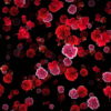 Blood-Red-Carnation-Flower-Buds-fall-down-motion-background-xxonti-1920_007 VJ Loops Farm